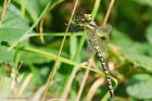 Filename=goldenRinged_HB_280723d.jpg
Filesize=670KB
Dimensions=1300x867
Date added=Aug 28, 2025 goldenRinged_HB_280723d.jpg