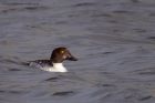 goldeneye_011211c.jpg