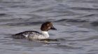 goldeneye_011211d.jpg