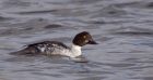 goldeneye_011211e.jpg