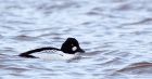 goldeneye_02012010e.jpg