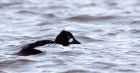 goldeneye_02012010f.jpg