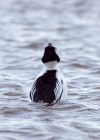 goldeneye_02012010g.jpg