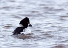 goldeneye_02012010h.jpg