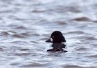 goldeneye_02012010i.jpg