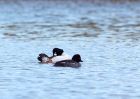 goldeneye_02012010j.jpg