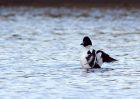 goldeneye_02012010l.jpg