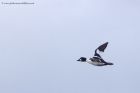 goldeneye_021211a.jpg