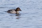 goldeneye_030211a.jpg