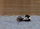 goldeneye_040110a.jpg