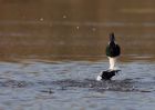 goldeneye_040110b.jpg