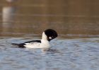 goldeneye_040110c.jpg