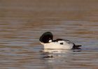 Filename=goldeneye_040110i.jpg
Filesize=200KB
Dimensions=1000x714
Date added=Jan 05, 2010 goldeneye_040110i.jpg