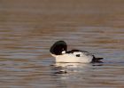 goldeneye_040110i.jpg