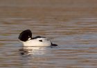 goldeneye_040110j.jpg