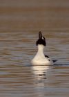 goldeneye_040110l.jpg