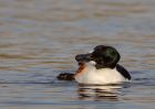 goldeneye_040110s.jpg