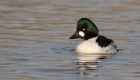 goldeneye_040110t.jpg