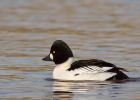 goldeneye_040110u.jpg