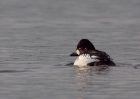 goldeneye_040110x.jpg