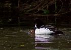 goldeneye_070509e.jpg