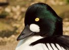 goldeneye_080508a.jpg