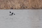 goldeneye_120316aa.jpg