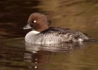 goldeneye_121108a.jpg