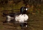 Filename=goldeneye_121108c.jpg
Filesize=176KB
Dimensions=800x557
Date added=Nov 14, 2008 goldeneye_121108c.jpg