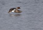 goldeneye_140111b.jpg