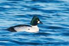 goldeneye_140117a.jpg