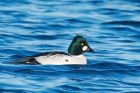 goldeneye_140117b.jpg