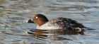 goldeneye_150216a.jpg