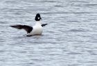 goldeneye_160109b.jpg