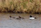 goldeneye_160109e.jpg