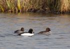 goldeneye_160109g.jpg