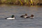 goldeneye_160109h.jpg