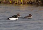 goldeneye_160109i.jpg