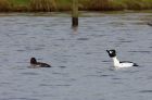 goldeneye_160109m.jpg