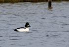 goldeneye_160109n.jpg