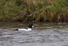 goldeneye_160109o.jpg