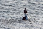 Filename=goldeneye_170109b.jpg
Filesize=160KB
Dimensions=800x544
Date added=Jan 18, 2009 goldeneye_170109b.jpg