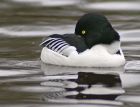 goldeneye_1703c.jpg