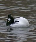 goldeneye_1703e.jpg