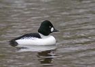 goldeneye_1703f.jpg