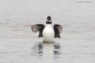 goldeneye_180217b.jpg