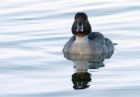 goldeneye_181211b.jpg