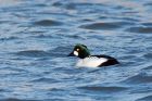 goldeneye_200109a.jpg