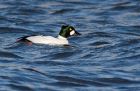 goldeneye_200109b.jpg