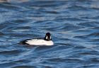 goldeneye_200109c.jpg